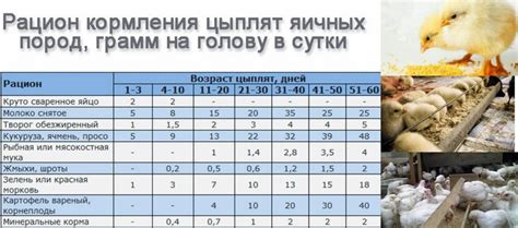 Система кормления цыплят в возрасте от 3 до 7 дней