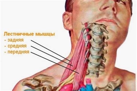 Слабые мышцы горла