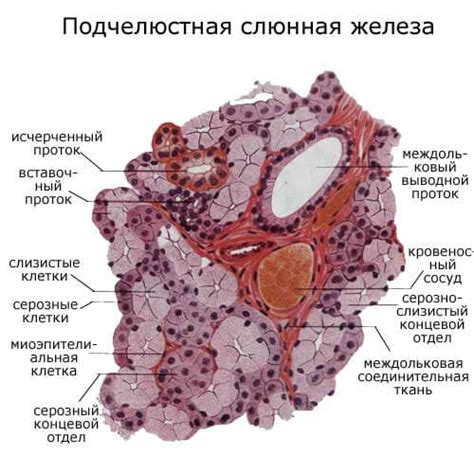 Слюнные железы: структура и функции