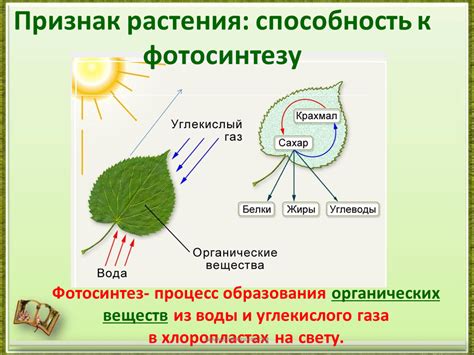 Снижение способности к фотосинтезу