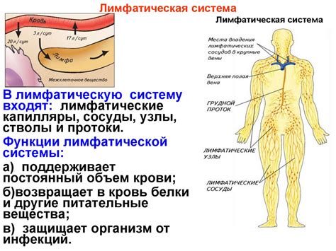 Снижение функции лимфатической системы