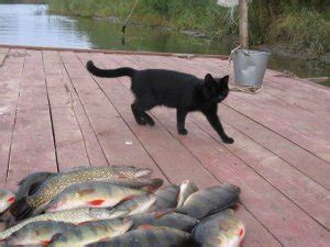 Сновидение о рыбках в водоеме