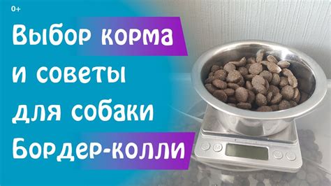 Советы по дальнейшему питанию собаки