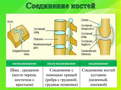 Соединение сухожилий и костей