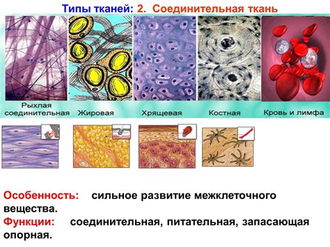 Соединительная ткань: основные характеристики и функции