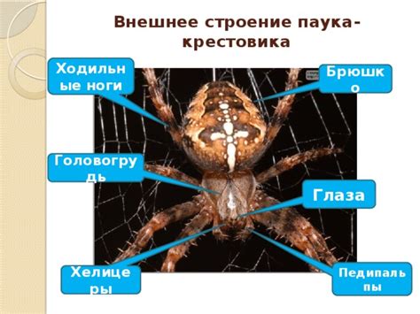 Создайте ноги и глаза паука