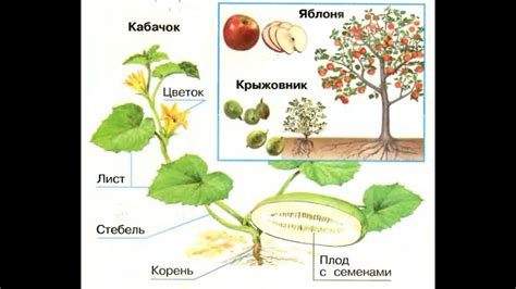 Создание группировки разных видов растений