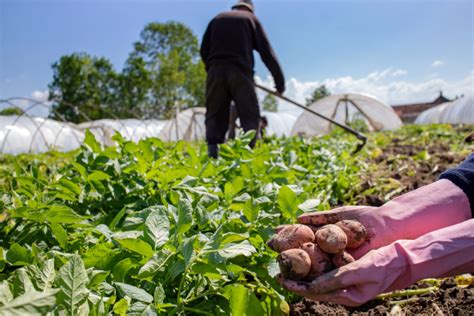 Сокращает сроки созревания урожая