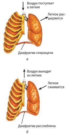 Сокращение диафрагмы