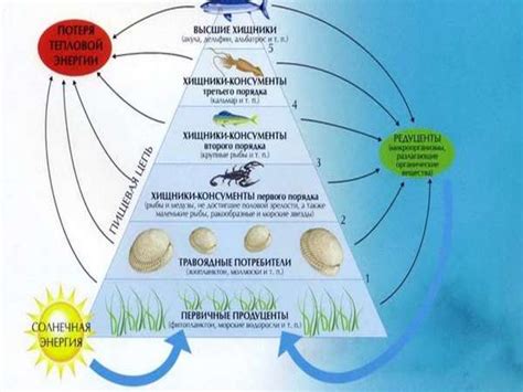 Солнечная энергия и цепочка питания в экосистеме