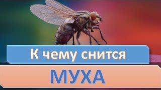 Сон: много мух