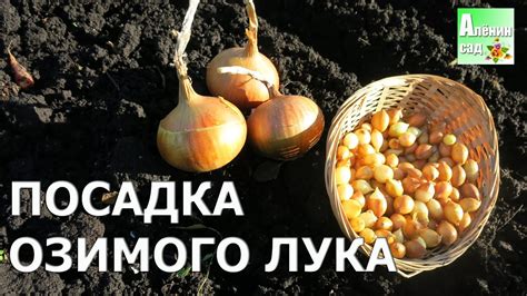 Сон о посадке лука