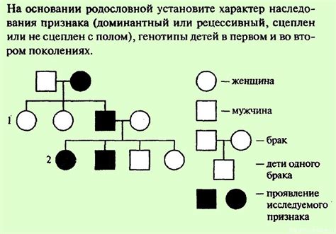 Составление родословной