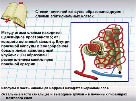 Составляющие части почечной капсулы