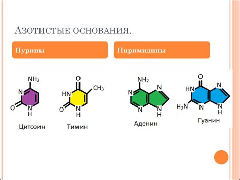 Состав РНК: азотистые основания