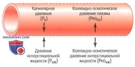 Состав и функции интерстициальной жидкости