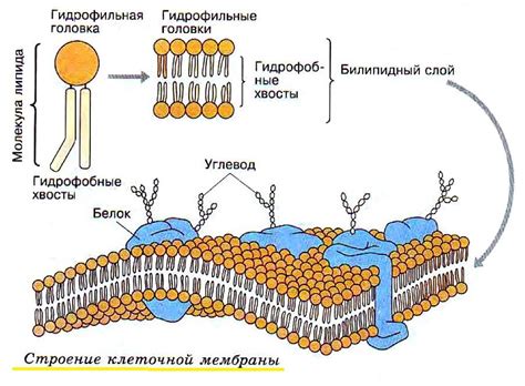 Состав клеточной мембраны у бактерий: