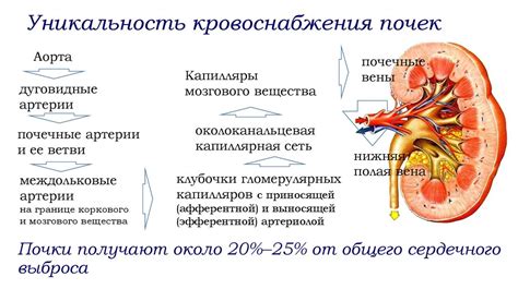 Состав свеклы и особенности мочевой системы