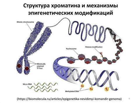 Состав хроматина