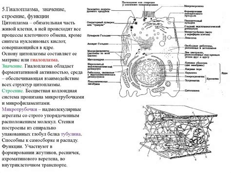 Состав цитоплазмы в клетке растения