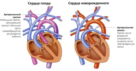 Сосудистая система: особенности у новорожденных