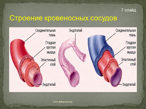 Сосуды: сеть трубчатых образований в организме