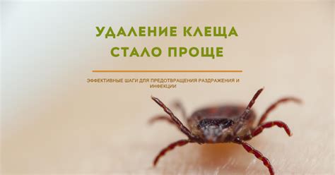 Сохраните клеща для анализа