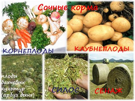 Сочные корма для дополнительного питания