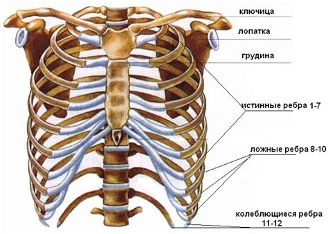 Спазмы и сокращения мышц в области ребер