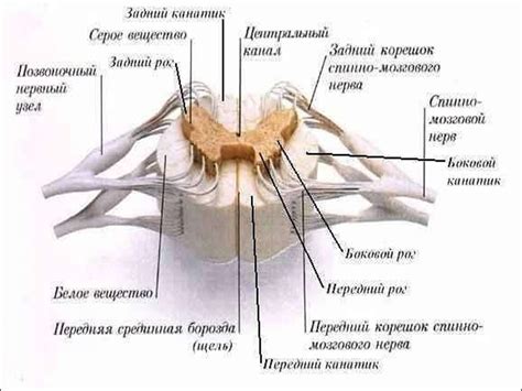 Спинальный столбец в левой боковой части