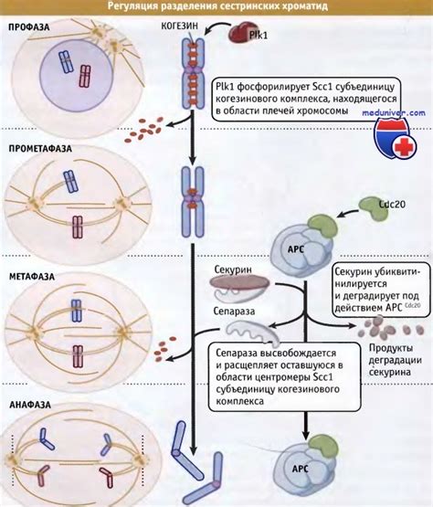 Спиральная конденсация хромосом