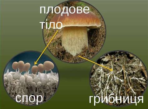 Спора гриба и спора растения