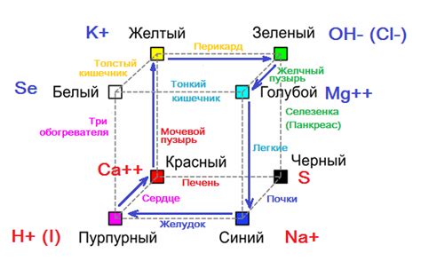 Способствуют метаболизму