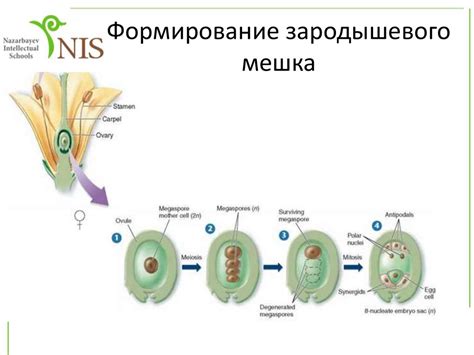 Способы образования гамет у животных и растений