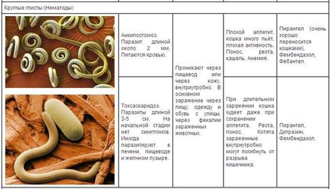 Способы определения наличия глистов у ребенка