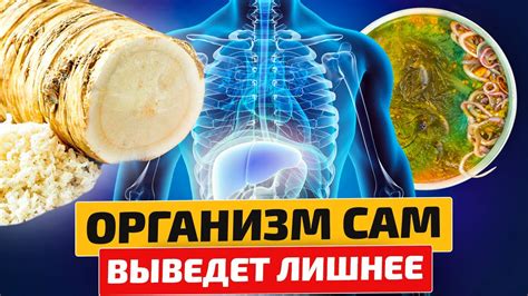 Способы очистки организма от паразитов с использованием растительных средств