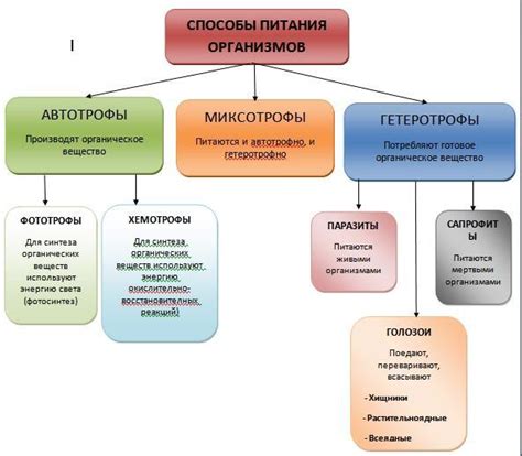 Способы питания мамонтов