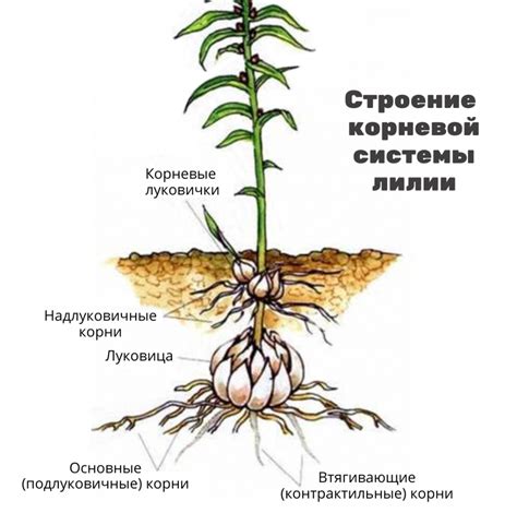 Способы подкормки лилий: основные методы