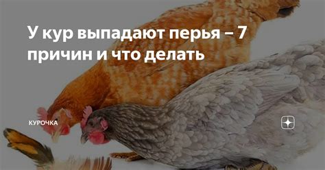 Способы решения проблемы отказа от еды у кур