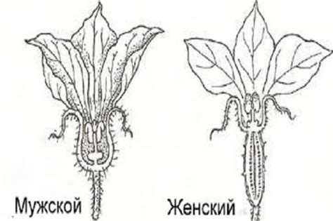 Способы решения проблемы отсутствия женских цветков на кабачке