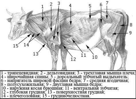 Способы связывания ног у коровы