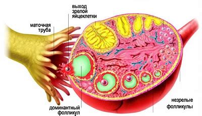 Способы сохранения здоровья функции яичников после 40