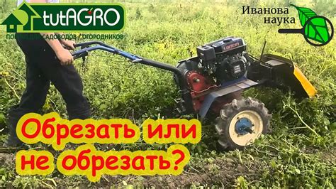 Способы срезывания ботвы