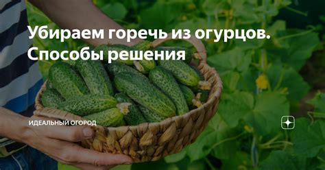 Способы уменьшить горечь огурцов