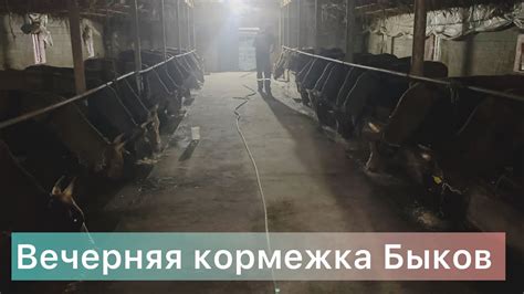 Способ 2: Регулярное кормление