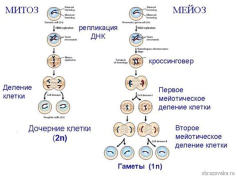 Сравнение хромосом: Понимание причин биологических отличий