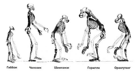 Сравнение человека с другими существами: последствия для отношений и баланса в природе