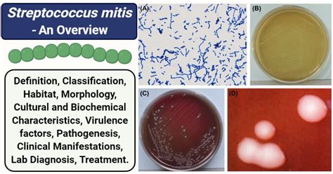 Средства диагностики Streptococcus mitis