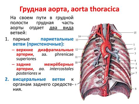 Статья о полостях тела грудной и брюшной