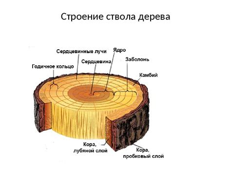 Ствол а: его структура и свойства